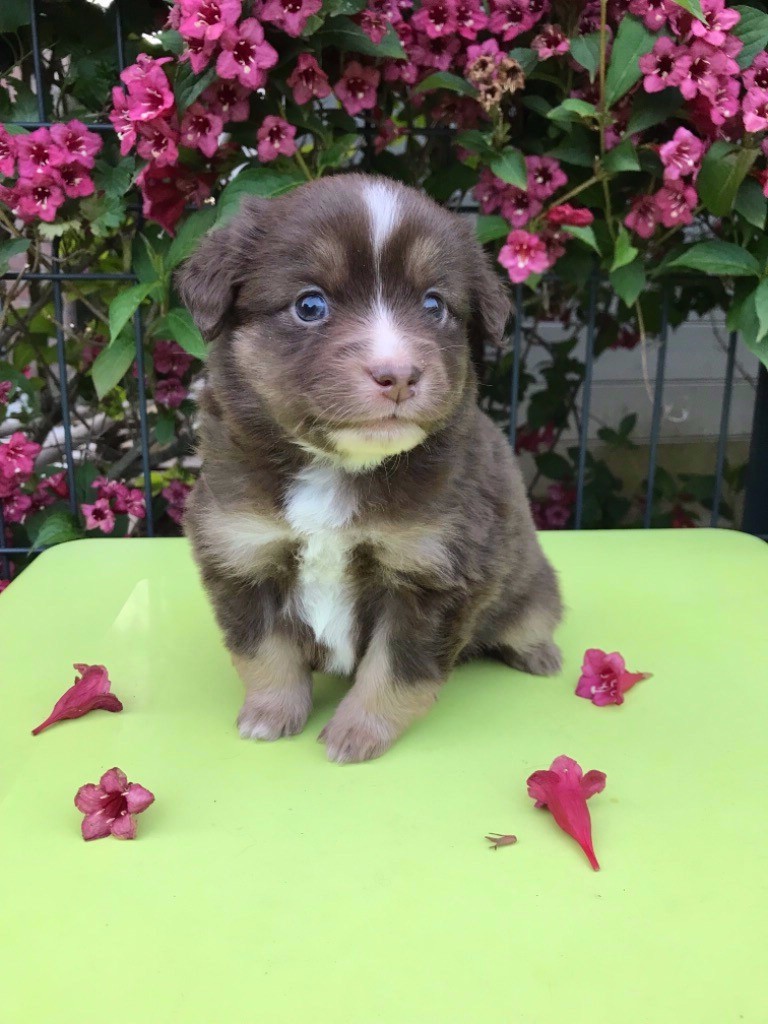 CHIOT