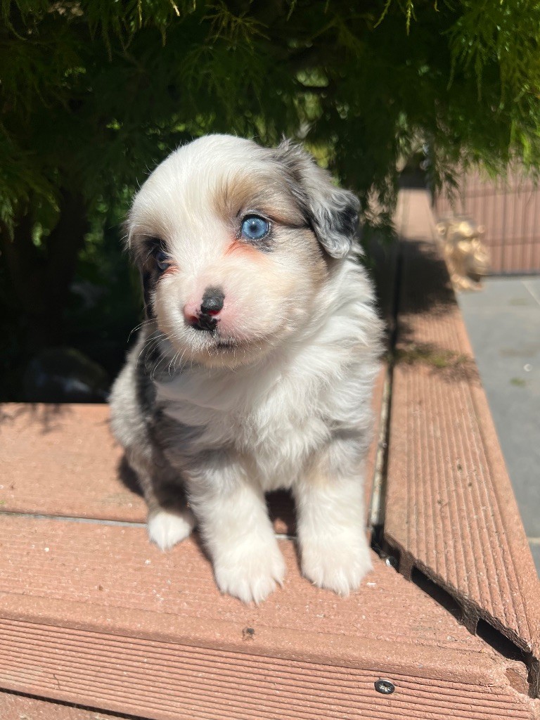 de Stophiane - Chiots disponibles - Berger Américain Miniature 