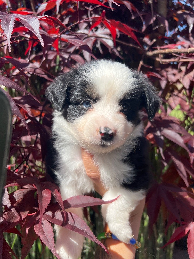 de Stophiane - Chiots disponibles - Berger Américain Miniature 