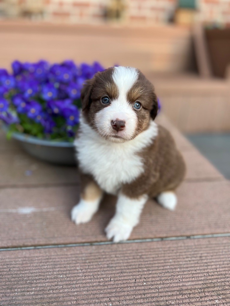de Stophiane - Chiots disponibles - Berger Américain Miniature 