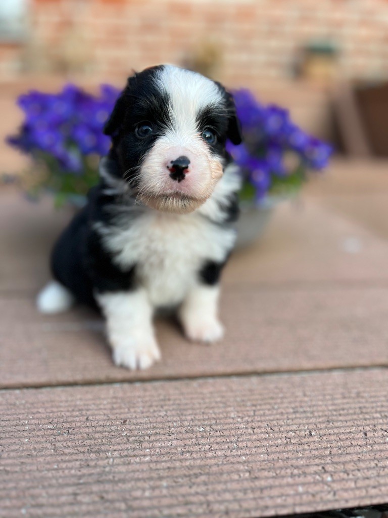 de Stophiane - Chiots disponibles - Berger Américain Miniature 