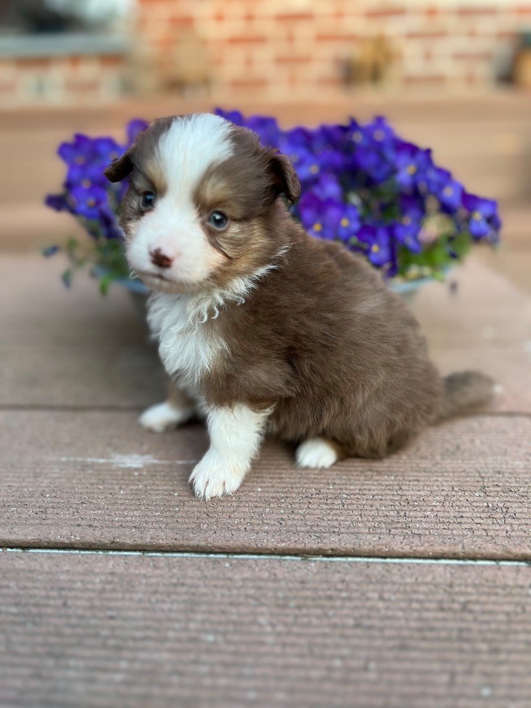 de Stophiane - Chiots disponibles - Berger Américain Miniature 